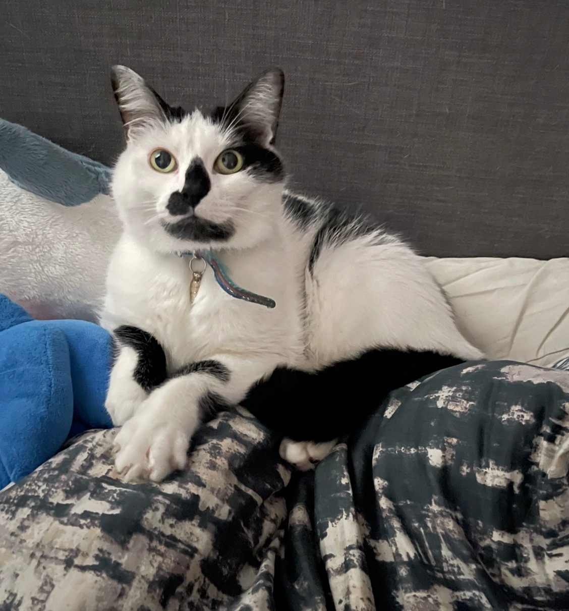 Billy, one of my two cats