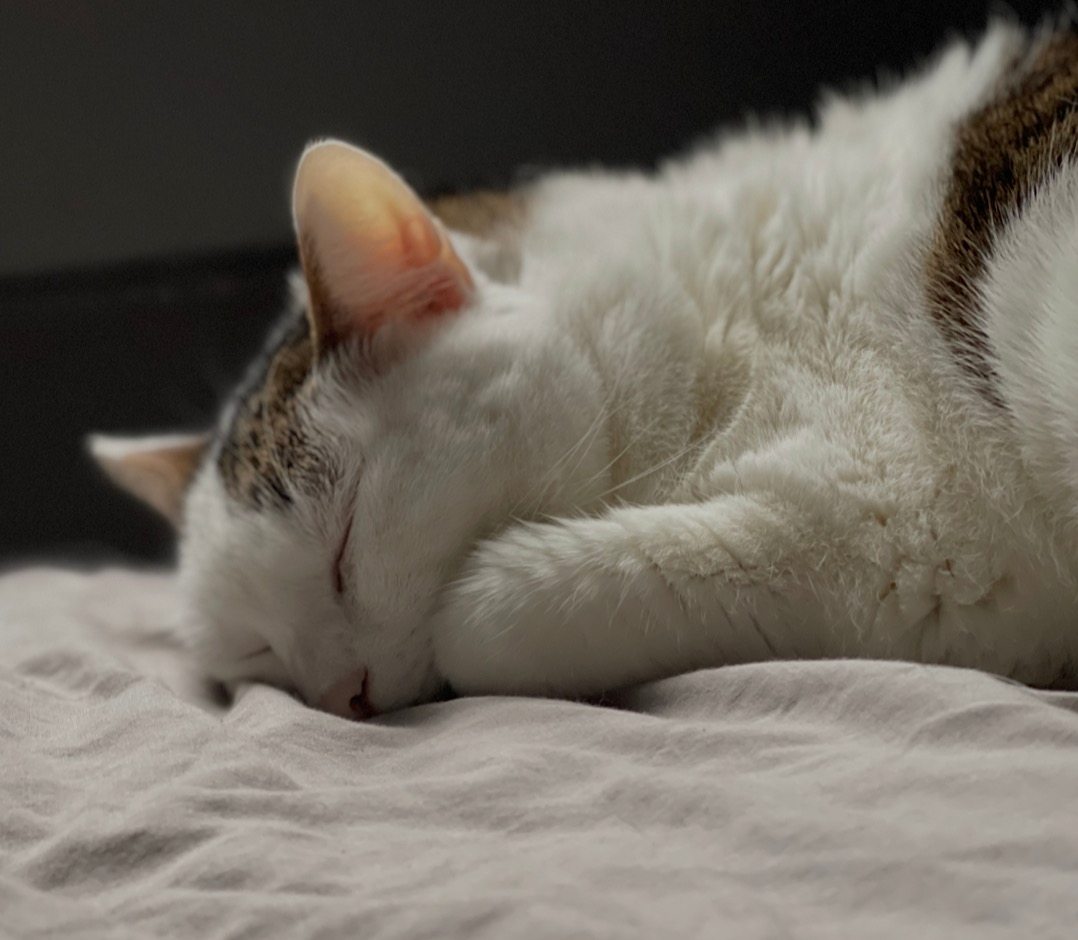 Furry, my second cat